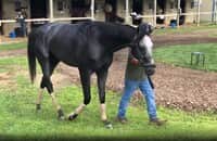 Workouts: Arcangelo is among 12 graded winners on U.S. tabs