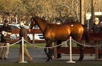 Previewing The 2014 Barretts Select 2-Year-Old Sale