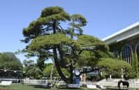 Scheinman: They will not tear down Belmont Park memories