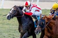 It's a clean sweep for Horse of the Year Bricks and Mortar's camp