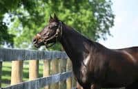 'Sweet as he was speedy,' Breeders' Cup champ Cajun Beat dead at 20