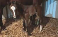 1st foal is a colt for fan favorite, horse of the year Cody's Wish