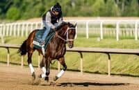 Navy Seal - Horse