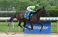 Saratoga: Donegal Momentum moves up for Amsterdam