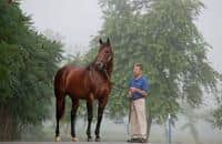 Pensioned stallion Elusive Quality euthanized at age 25
