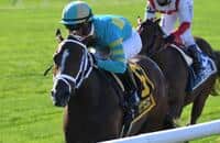 Fire At Will now a dual-surface stakes winner with Pilgrim score