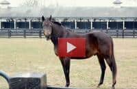 Kentucky Horse Park: A Little Bit of Horse Heaven (VIDEO)