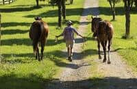 Broodmares in the Bluegrass