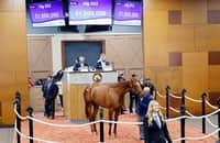 Arrogate filly sells for $1 million at Fasig-Tipton 2-year-olds sale