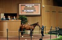 Keeneland session topper: Quality Road colt sells for $1.7 million