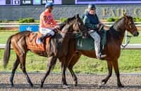 Kentucky Derby: Beckman eyes rider options for Honor Marie