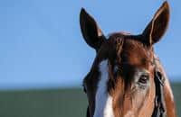 Prospect Watch: Siblings to Justify, Post Time, Gunite