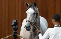 Justify filly sells for $1.4 million at OBS 2-year-olds sale