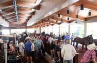 Gio Ponti filly tops penultimate session of Keeneland’s September Sale