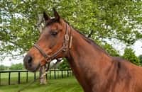 Broodmare Liable, dam of champion Blame, dies at age 29