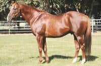 Lucky Pulpit, sire of California Chrome, dies at 16