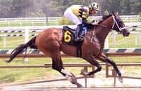 Fastest maidens: Improbable filly Maida tops 26 winners