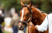 McPeek: ‘If I had a do-over,’ no Preakness for Mystik Dan