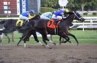 Is Neolithic of Grade 1 Quality?