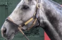 Division Rankings: Final 2021 Eclipse Awards ballot