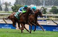 Stallions Who Sire Durable Offspring (Part 1)