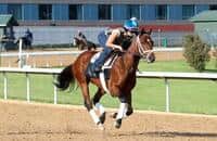 Derby pedigree: Renegade rallies into the spotlight