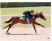 Five Maidens To Watch - 2YOs of 2013