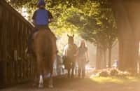Saratoga barn is quarantined after horse develops strangles