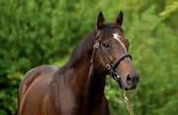 'Progeny will continue his legacy'; Pinatubo sire Shamardal dies