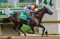 First Navy Jack (IRE) - Horse