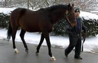 Pensioned Lane's End stallion Stephen Got Even dies at 23