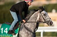 More than Saudi: Saturday plays include Laurel, Fair Grounds