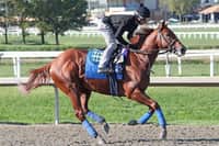 Baffert taps brakes on Taiba, will not race him in Met Mile