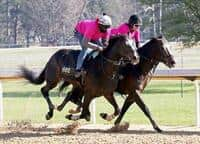 Laurel Park Entries Results