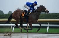 Oracle - Horse