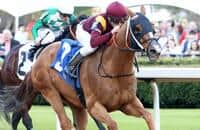 Count Fleet Sprint Handicap 2020: Odds and analysis