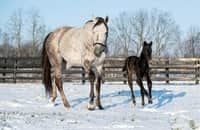 Horse of the Year Authentic's first foal is a Kentucky-bred colt