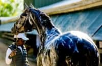 Zipse: Belmont-bound Creative Minister is rising rapidly