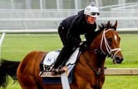 Expert picks: See how HRN writers play the Preakness