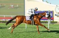 Santa Anita: King of Gosford seeks graded win in Mathis Mile