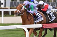 Sweet Melania - Horse