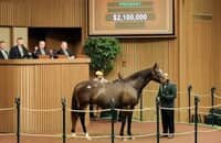 Amid market correction, Keeneland breeding sale concludes