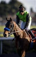 Streaming ridden by Martin Garcia wins the Hollywood Starlet Stakes on December 07, 2013 at Betfair Hollywood Park in Inglewood, California .(Alex Evers/ Eclipse Sportswire)