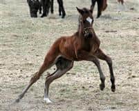 Mr. Rodriguez as a foal