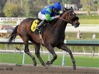 January 22, 2011.Include Me Out ridden by Joseph Talamo leading in the stretch and winning the LaCanada Stakes at Santa Anita Park, Arcadia, CA 