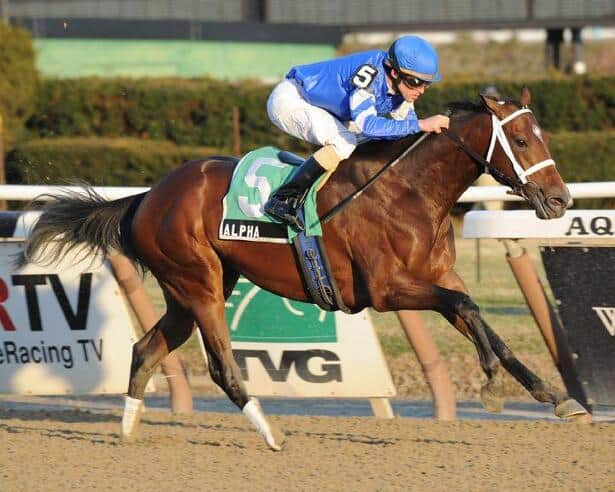 Belmont Stakes 2012 Bloodlines Alpha