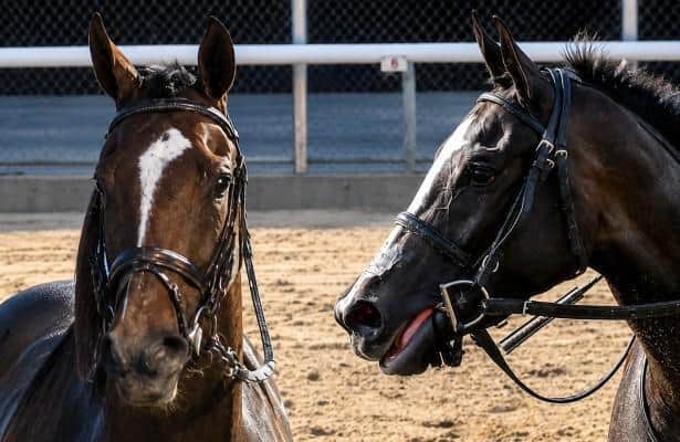 CCA Oaks: Is Always a Runner vs. Counting Stars a true rivalry?