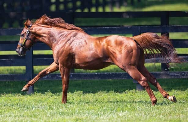 Grade 1 winner Arabian Lion sires Kentucky-bred filly