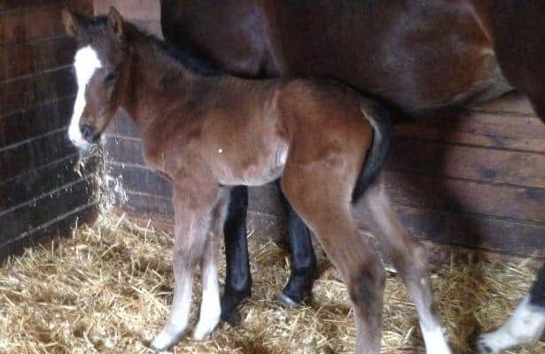 Breeders' Cup Classic Champ Bayern Sires First Foal