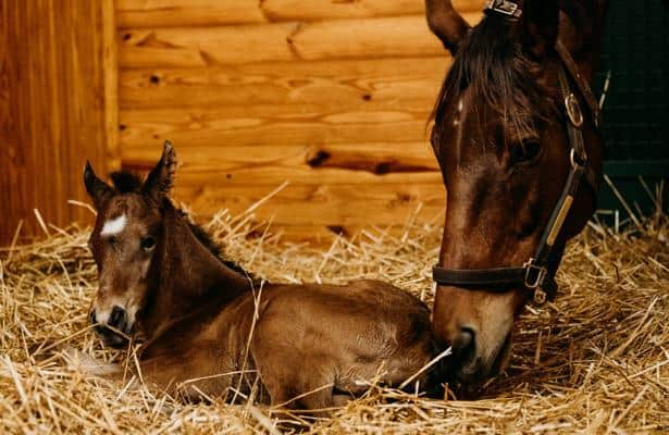 2024 foal crop shows further concentration in Kentucky